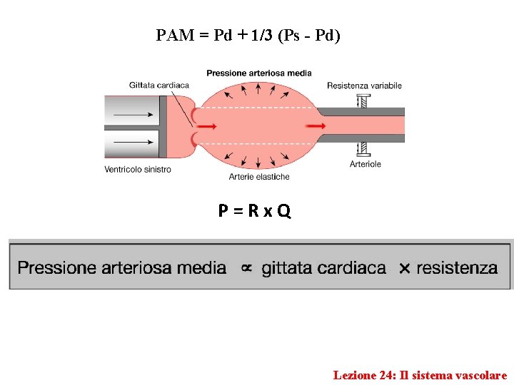 PAM = Pd + 1/3 (Ps - Pd) P=Rx. Q Lezione 24: Il sistema