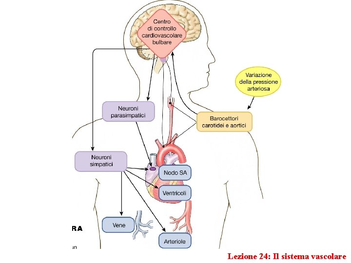 Lezione 24: Il sistema vascolare 