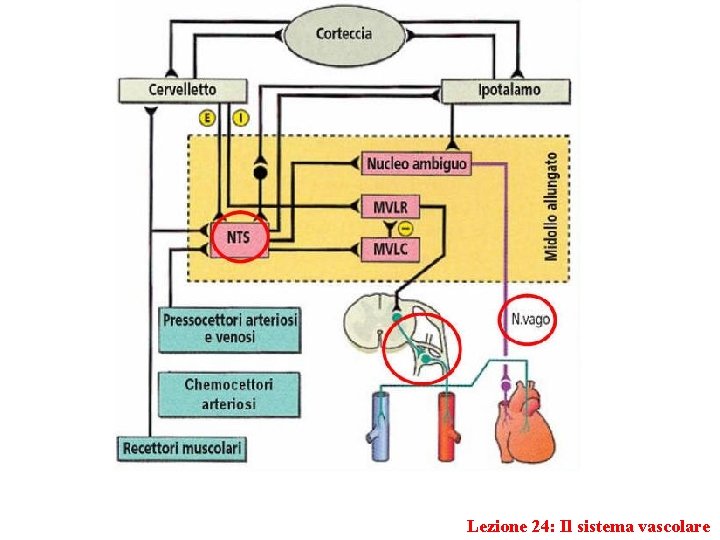 Lezione 24: Il sistema vascolare 