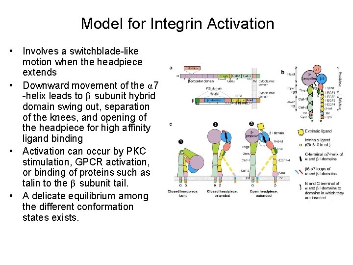 Model for Integrin Activation • Involves a switchblade-like motion when the headpiece extends •