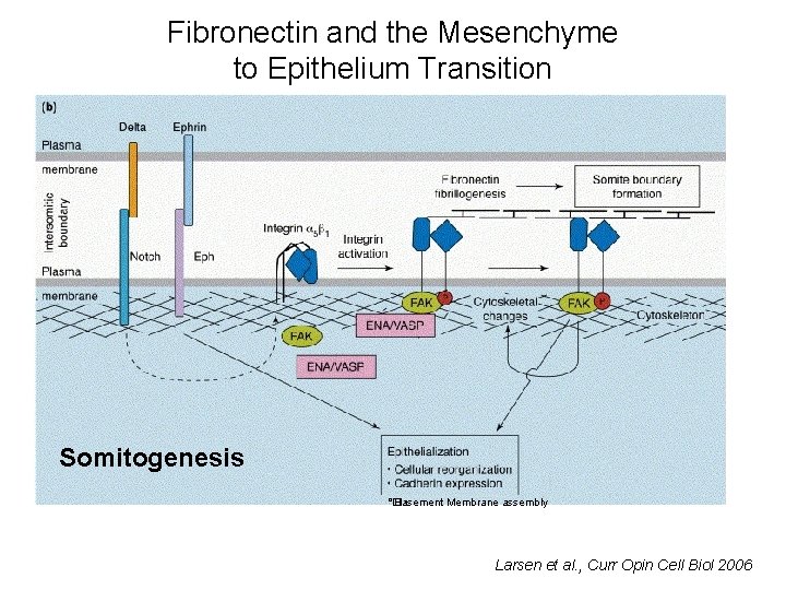 Fibronectin and the Mesenchyme to Epithelium Transition Somitogenesis °� • Basement Membrane assembly Larsen