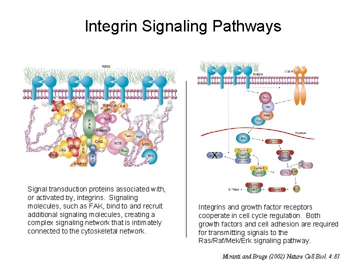 Integrin Signaling Pathways Signal transduction proteins associated with, or activated by, integrins. Signaling molecules,