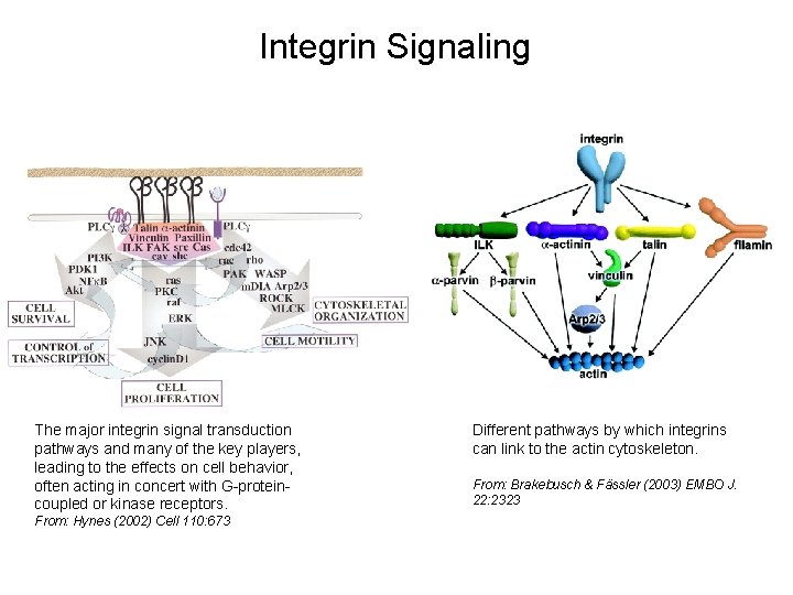 Integrin Signaling The major integrin signal transduction pathways and many of the key players,