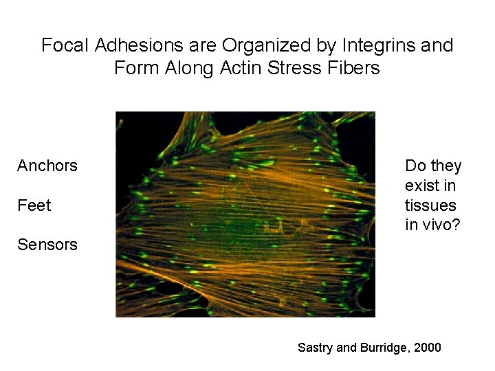 Focal Adhesions are Organized by Integrins and Form Along Actin Stress Fibers Anchors Feet