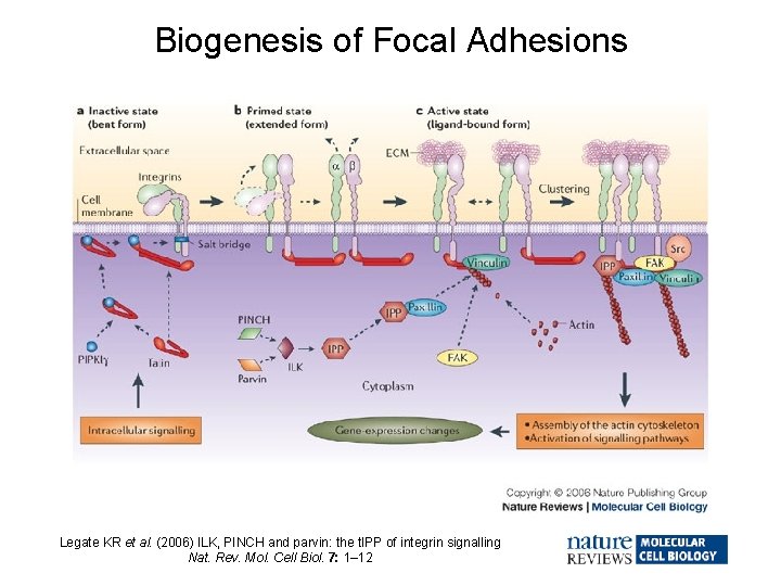 Biogenesis of Focal Adhesions Legate KR et al. (2006) ILK, PINCH and parvin: the
