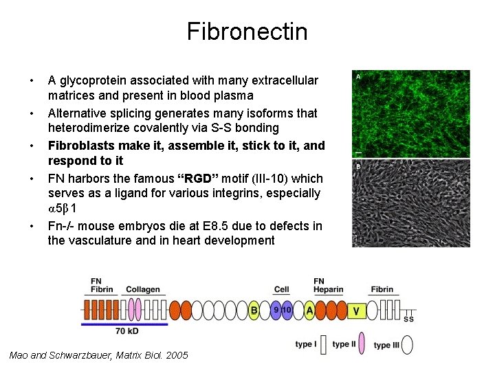 Fibronectin • • • A glycoprotein associated with many extracellular matrices and present in