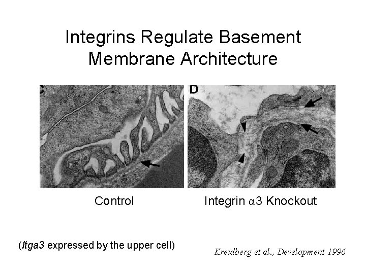 Integrins Regulate Basement Membrane Architecture Control (Itga 3 expressed by the upper cell) Integrin