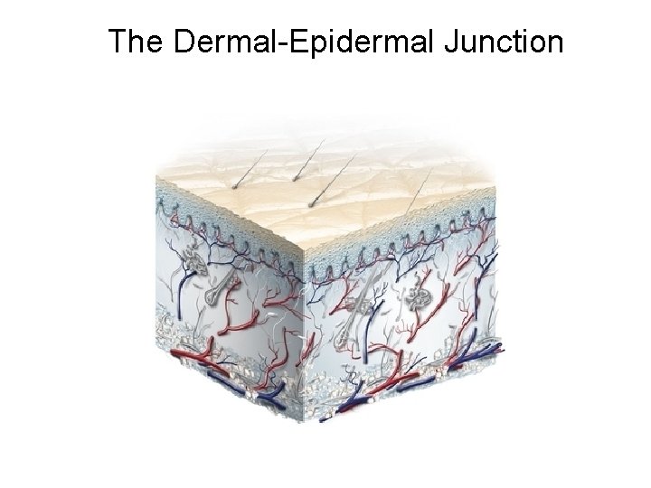 The Dermal-Epidermal Junction 