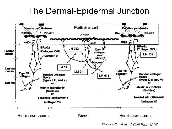 The Dermal-Epidermal Junction LM-332 Laminin-332 LM-511 LM-311 LM-511 Rousselle et al. , J Cell