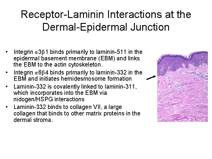 Receptor-Laminin Interactions at the Dermal-Epidermal Junction • Integrin α 3β 1 binds primarily to