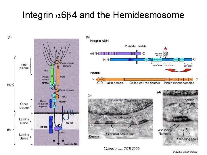 Integrin α 6β 4 and the Hemidesmosome * Litjens et al. , TCB 2006