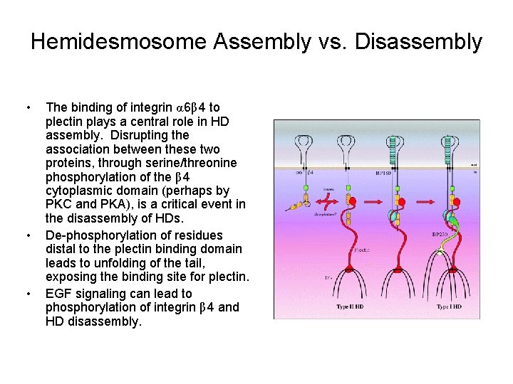 Hemidesmosome Assembly vs. Disassembly • • • The binding of integrin α 6β 4