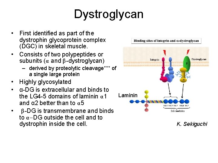 Dystroglycan • First identified as part of the dystrophin glycoprotein complex (DGC) in skeletal