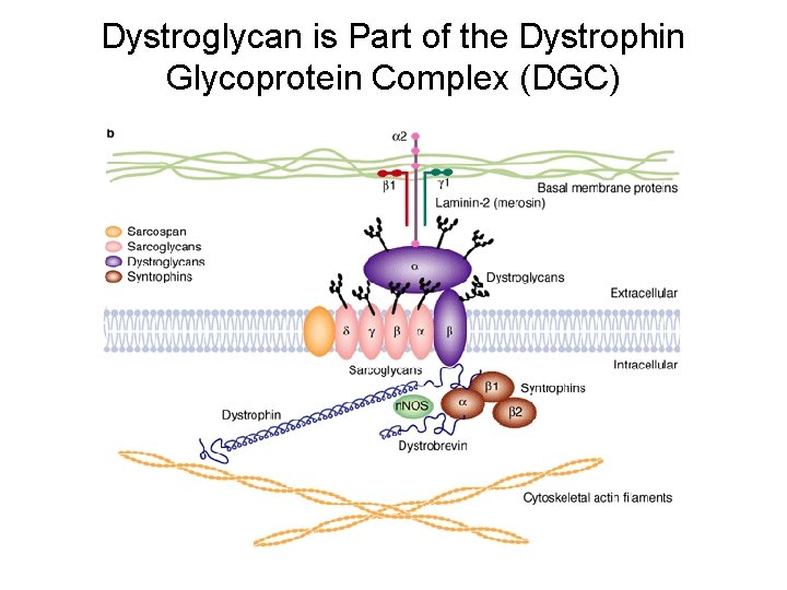 Dystroglycan is Part of the Dystrophin Glycoprotein Complex (DGC) 