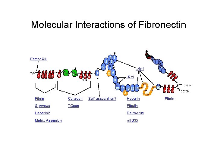 Molecular Interactions of Fibronectin 