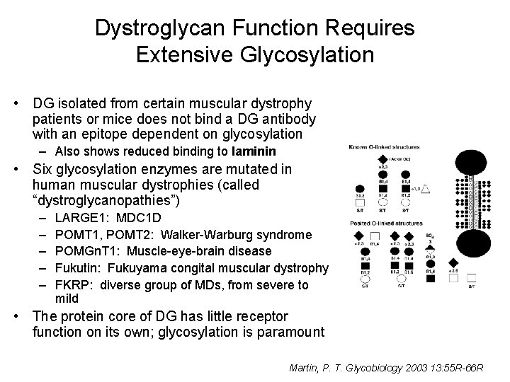 Dystroglycan Function Requires Extensive Glycosylation • DG isolated from certain muscular dystrophy patients or