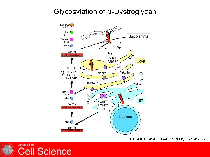 Glycosylation of α-Dystroglycan Barresi, R. et al. J Cell Sci 2006; 119: 199 -207
