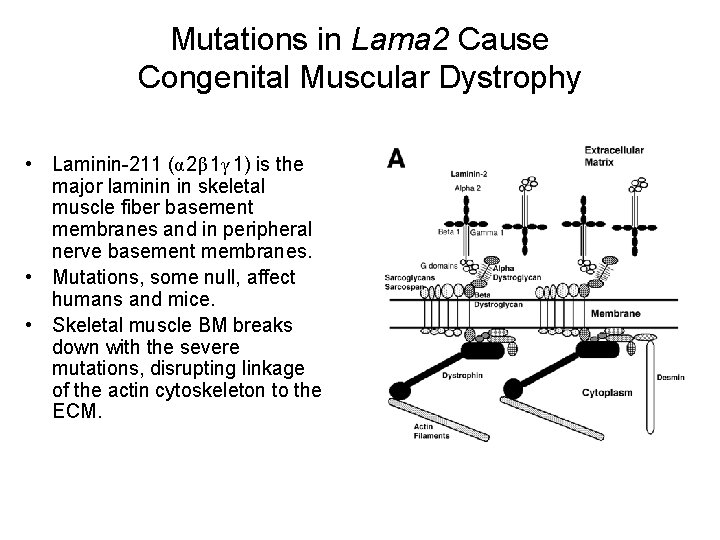 Mutations in Lama 2 Cause Congenital Muscular Dystrophy • Laminin-211 (α 2β 1γ 1)