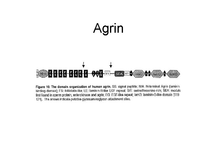 Agrin 