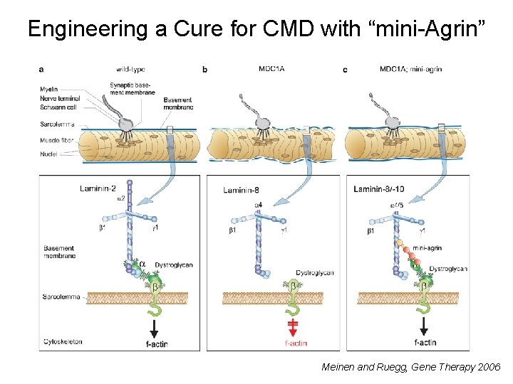 Engineering a Cure for CMD with “mini-Agrin” Meinen and Ruegg, Gene Therapy 2006 