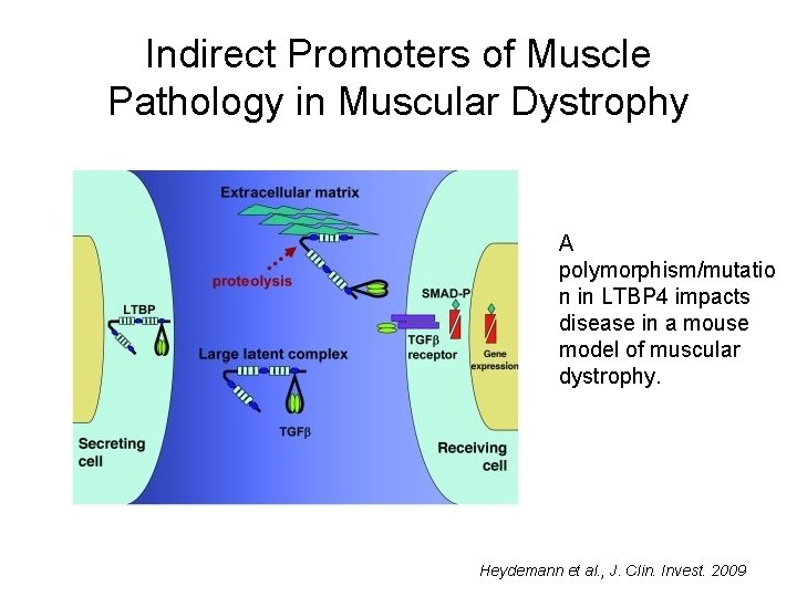 Indirect Promoters of Muscle Pathology in Muscular Dystrophy A polymorphism/mutatio n in LTBP 4