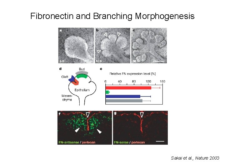Fibronectin and Branching Morphogenesis Sakai et al. , Nature 2003 
