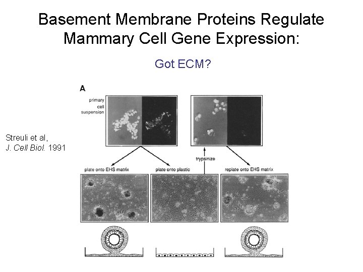 Basement Membrane Proteins Regulate Mammary Cell Gene Expression: Got ECM? Streuli et al, J.