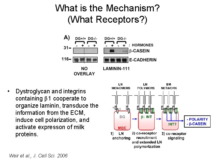 What is the Mechanism? (What Receptors? ) • Dystroglycan and integrins containing β 1