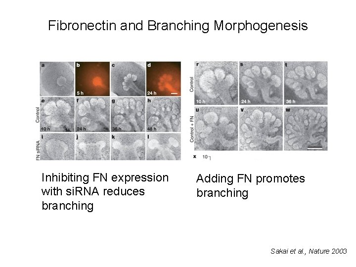 Fibronectin and Branching Morphogenesis Inhibiting FN expression with si. RNA reduces branching Adding FN