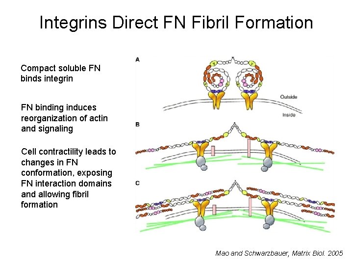 Integrins Direct FN Fibril Formation Compact soluble FN binds integrin FN binding induces reorganization