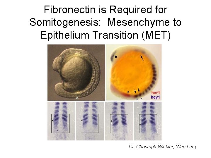 Fibronectin is Required for Somitogenesis: Mesenchyme to Epithelium Transition (MET) Dr. Christoph Winkler, Wurzburg