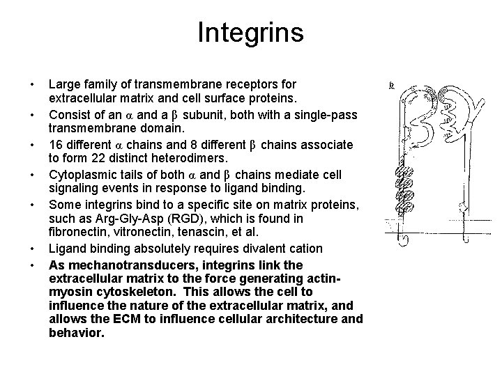 Integrins • • Large family of transmembrane receptors for extracellular matrix and cell surface