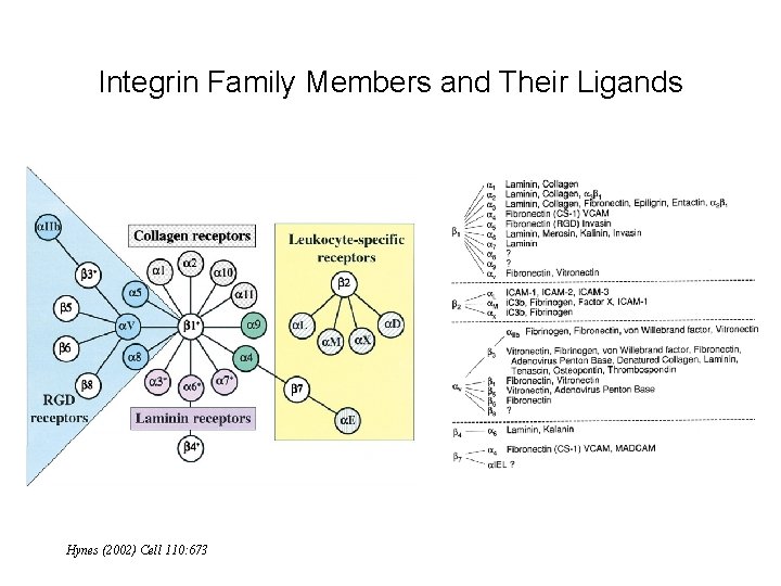 Integrin Family Members and Their Ligands Hynes (2002) Cell 110: 673 