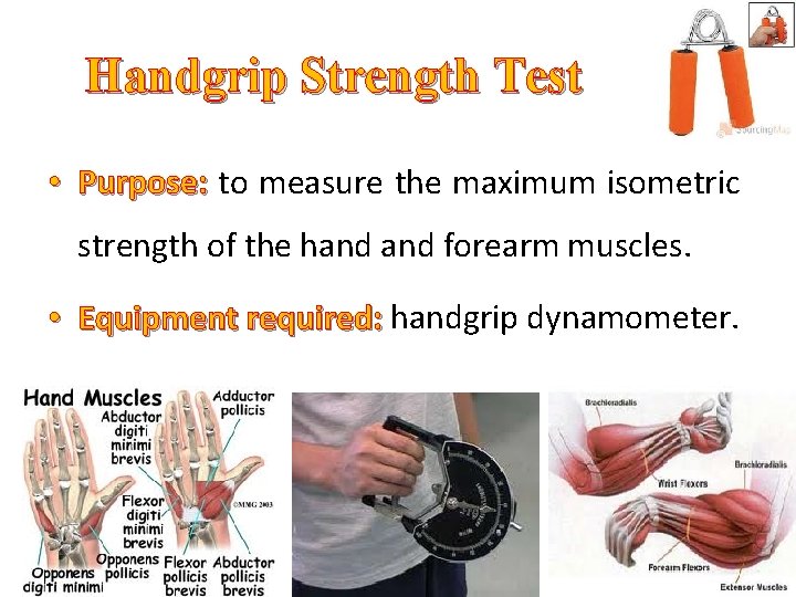 Handgrip Strength Test • Purpose: to measure the maximum isometric Purpose: strength of the