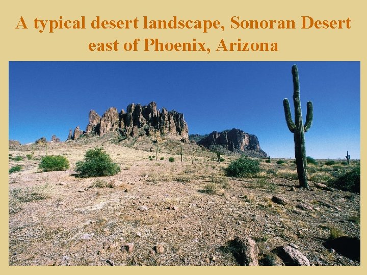 A typical desert landscape, Sonoran Desert east of Phoenix, Arizona 