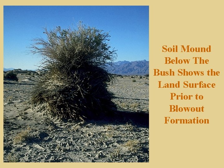 Soil Mound Below The Bush Shows the Land Surface Prior to Blowout Formation 