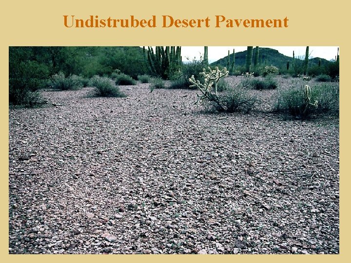 Undistrubed Desert Pavement 