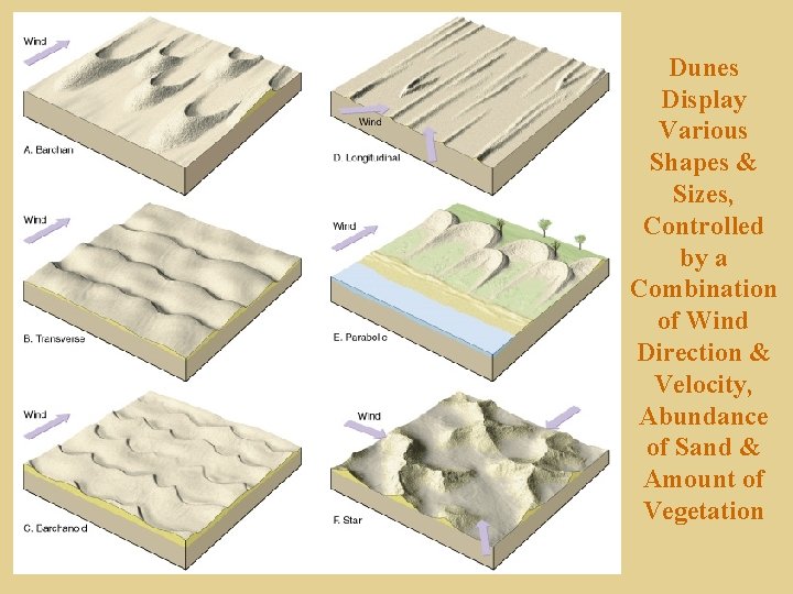 Dunes Display Various Shapes & Sizes, Controlled by a Combination of Wind Direction &