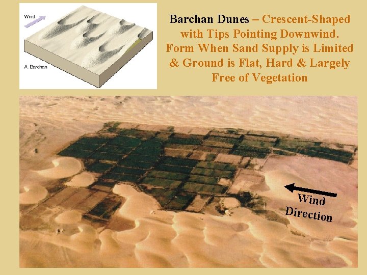 Barchan Dunes – Crescent-Shaped with Tips Pointing Downwind. Form When Sand Supply is Limited