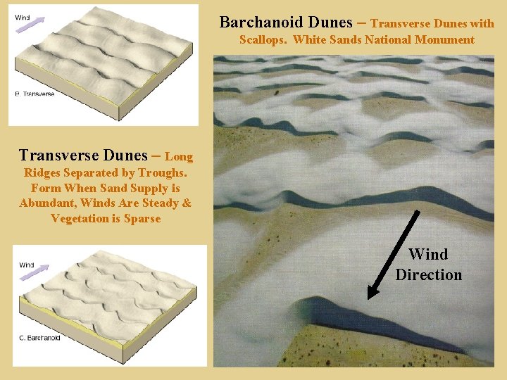 Barchanoid Dunes – Transverse Dunes with Scallops. White Sands National Monument Transverse Dunes –