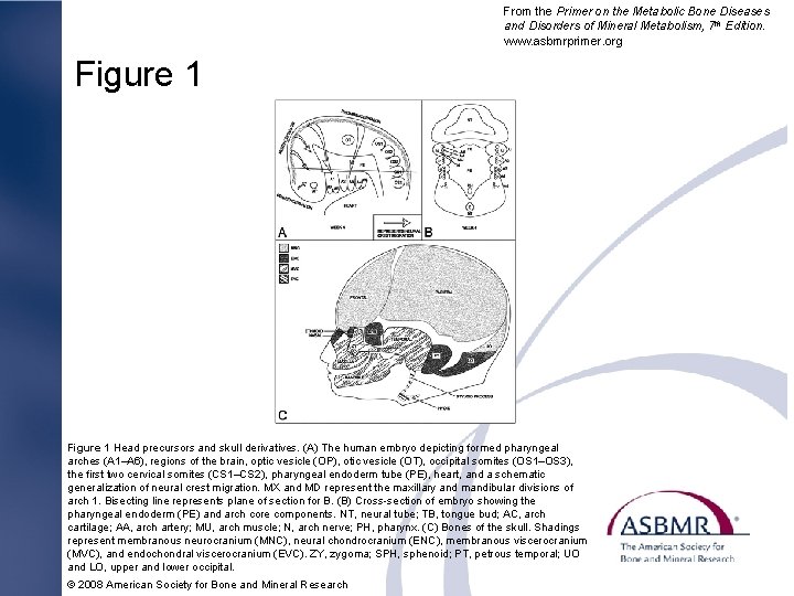From the Primer on the Metabolic Bone Diseases and Disorders of Mineral Metabolism, 7