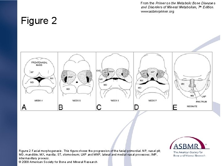From the Primer on the Metabolic Bone Diseases and Disorders of Mineral Metabolism, 7