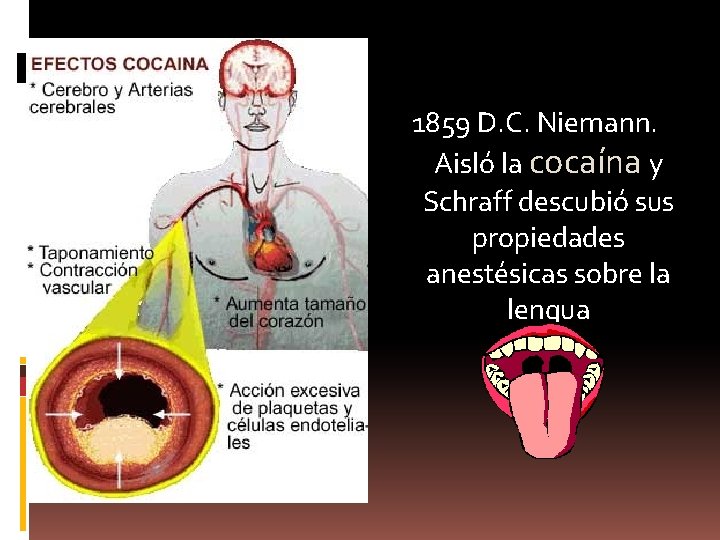 1859 D. C. Niemann. Aisló la cocaína y Schraff descubió sus propiedades anestésicas sobre