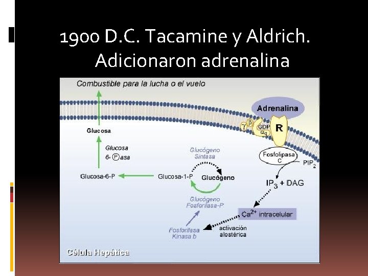 1900 D. C. Tacamine y Aldrich. Adicionaron adrenalina 