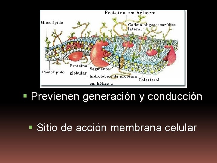  Previenen generación y conducción Sitio de acción membrana celular 