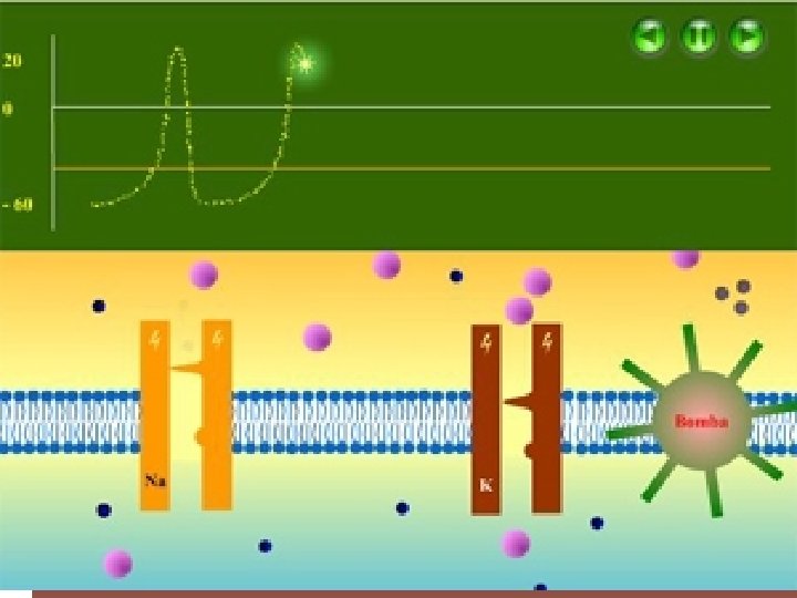  Bloquean los canales de Na Aumenta el umbral para la excitabilidad eléctrica Retrasa