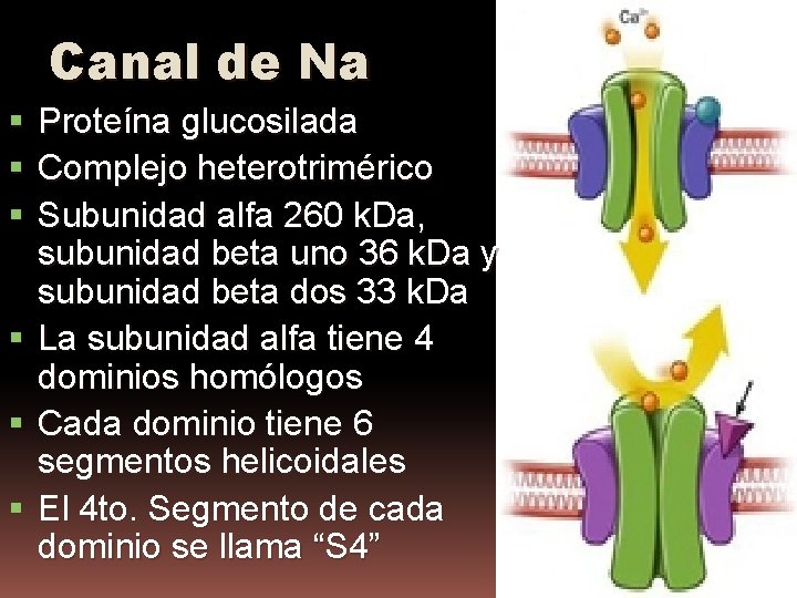 Canal de Na Proteína glucosilada Complejo heterotrimérico Subunidad alfa 260 k. Da, subunidad beta