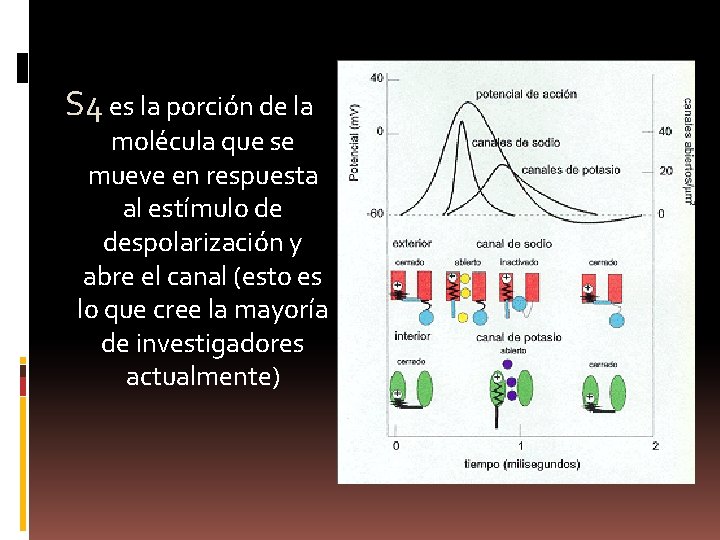 S 4 es la porción de la molécula que se mueve en respuesta al