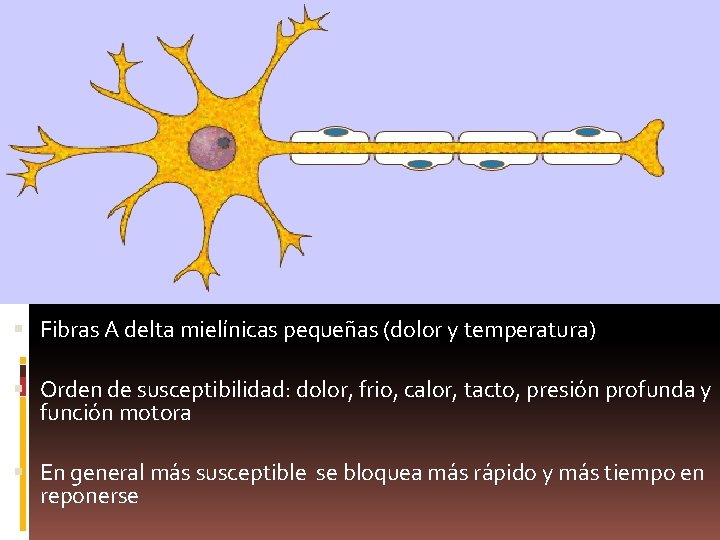 Fibras A delta mielínicas pequeñas (dolor y temperatura) Orden de susceptibilidad: dolor, frio,