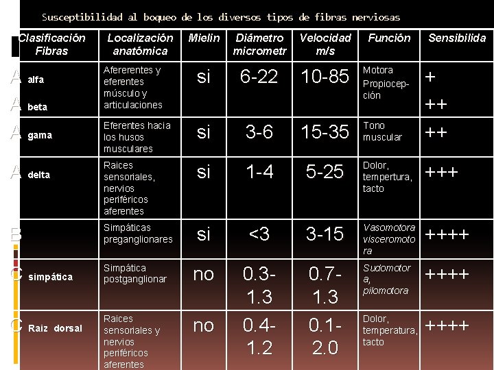 Susceptibilidad al boqueo de los diversos tipos de fibras nerviosas Clasificación Fibras Localización anatómica